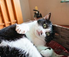 猫写真