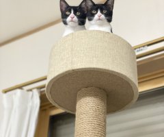 猫写真