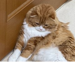 猫写真
