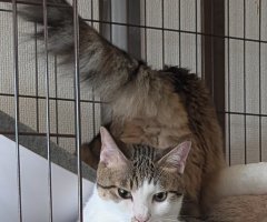 猫写真