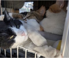 猫写真