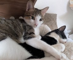 猫写真