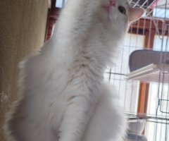 猫写真