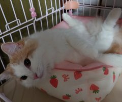 猫写真