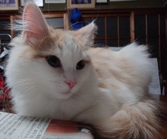 猫写真
