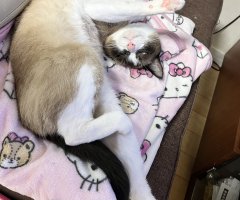 猫写真