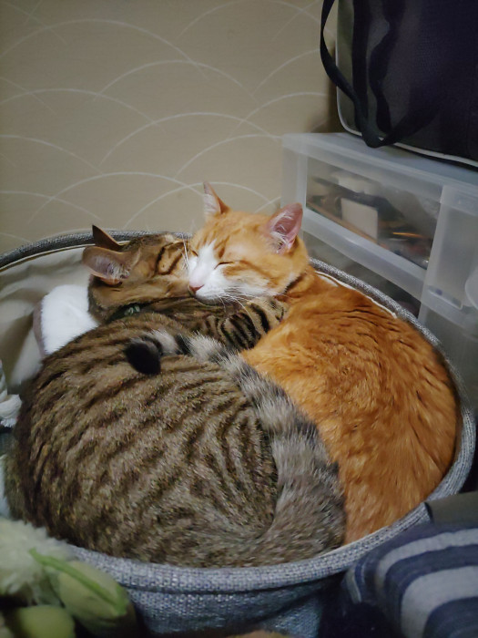 萩子の母ですさんちのらい×るる