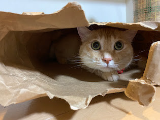 コタねこちゃんさんちのコタロウ