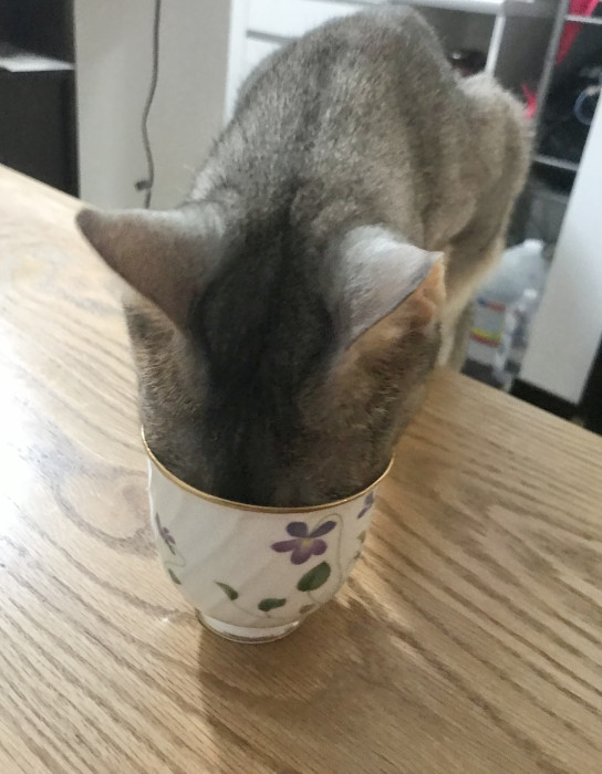 もえkさんちの萌ビビ