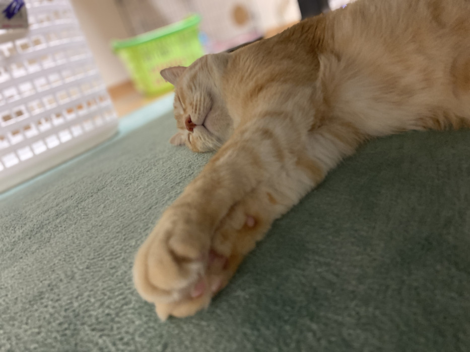 コタねこちゃんさんちのコタロウ