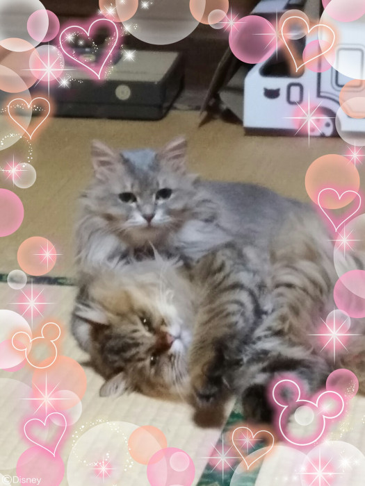 めすねこちゃとらさんちのきらり&ふわり