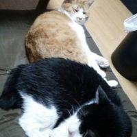 すずジェ 会員画像