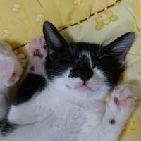 チップ22 会員画像