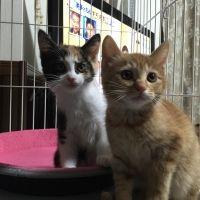 小野猫。 会員画像