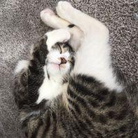 happy cat (=^x^=) 会員画像