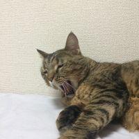 cocha 会員画像