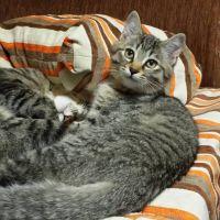 ねこっぷ 会員画像