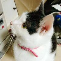 はやたろう 会員画像