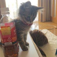 ポポたんmama 会員画像