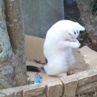 ノラリ 会員画像