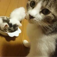 サワミmama 会員画像