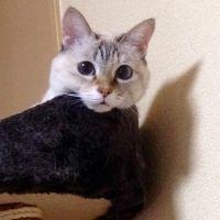 エリザ 会員画像