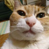 ネコチビママ 会員画像