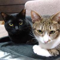 あんみつきなこ 会員画像