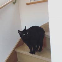 はらぺこにゃんこ 会員画像