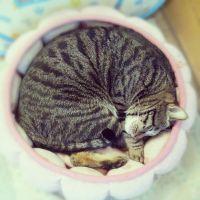 tomonana 会員画像
