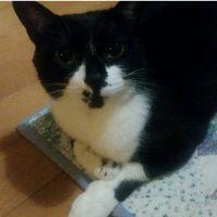 りんた244 会員画像