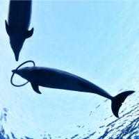 アッシュグレイ 会員画像