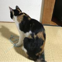 猫】その他(その他) - 愛猫家は、なぜ猫に優しくて人に厳しいんですか 
