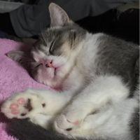 ばなちゃん 会員画像