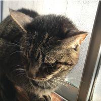 ねこ探してます 会員画像