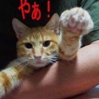 manzo 会員画像