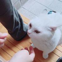 すいかピクルス 会員画像