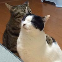 はるとらみさん