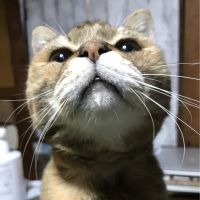 会員画像
