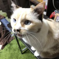 ちくわ兄さんさん