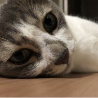 くまー 会員画像