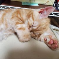 紅麻 会員画像