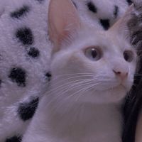 ぽんちゅろ 会員画像