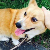 メガネフクロウさん