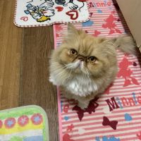 会員画像
