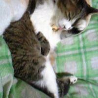 猫呼 会員画像