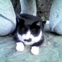 イクネコ 会員画像