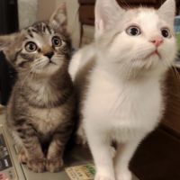 つかごしつぼみ