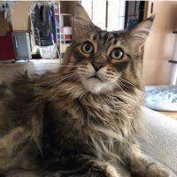 えびちゃんママ 会員画像