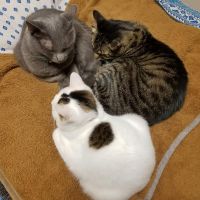 ホゴネコ 会員画像